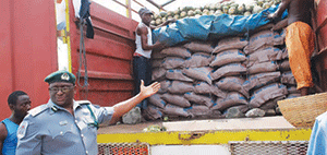 Customs officer displaying smuggled rice