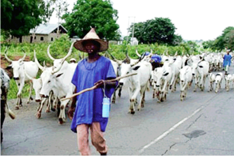 A herdsman