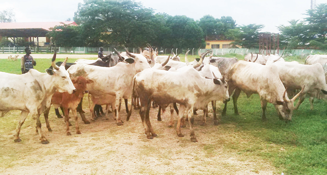 Of 77 recovered cows and 67 “wedding” crashers