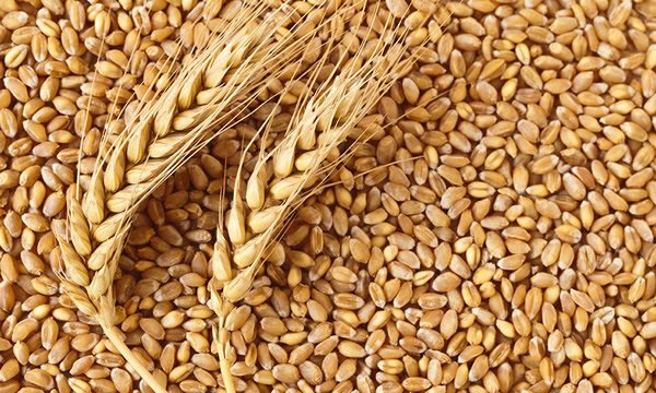 The designation of wheat on forex real estate investing course seminars in dialysis
